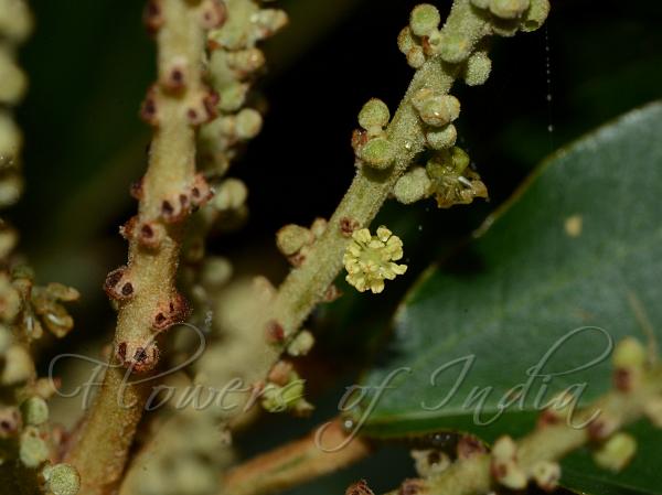 Silver-Leaf Croton
